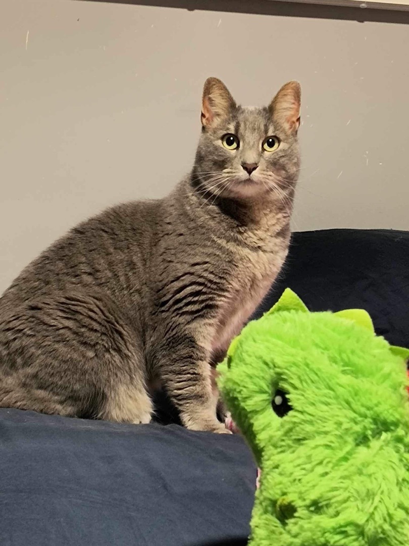 Hopscotch , a Adoptable Domestic Short Hair in Lockport, IL image 6/6