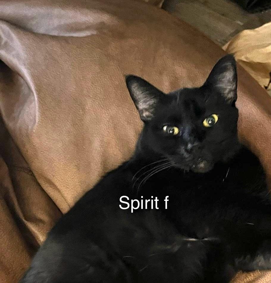 Spirit, Adoptable, Adult Female Domestic Short Hair.