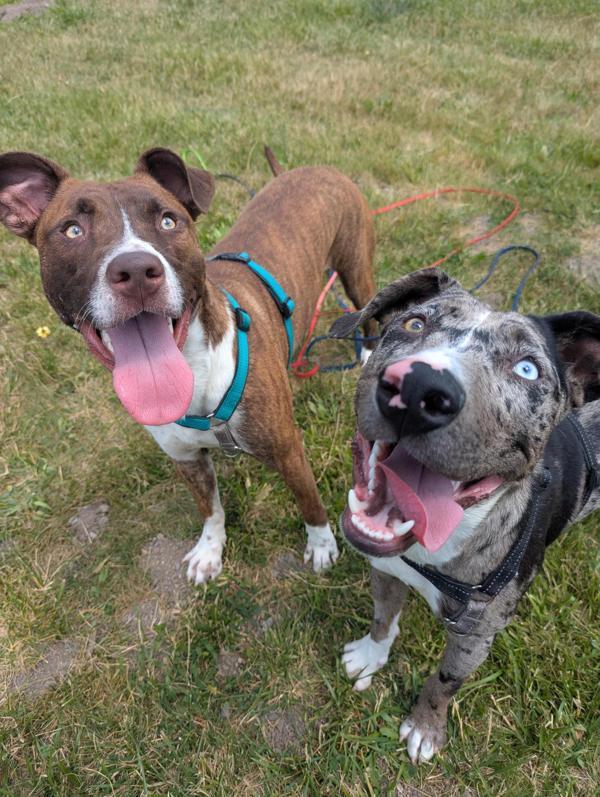 Sylvester, Adoptable, Young Male Catahoula Leopard Dog.