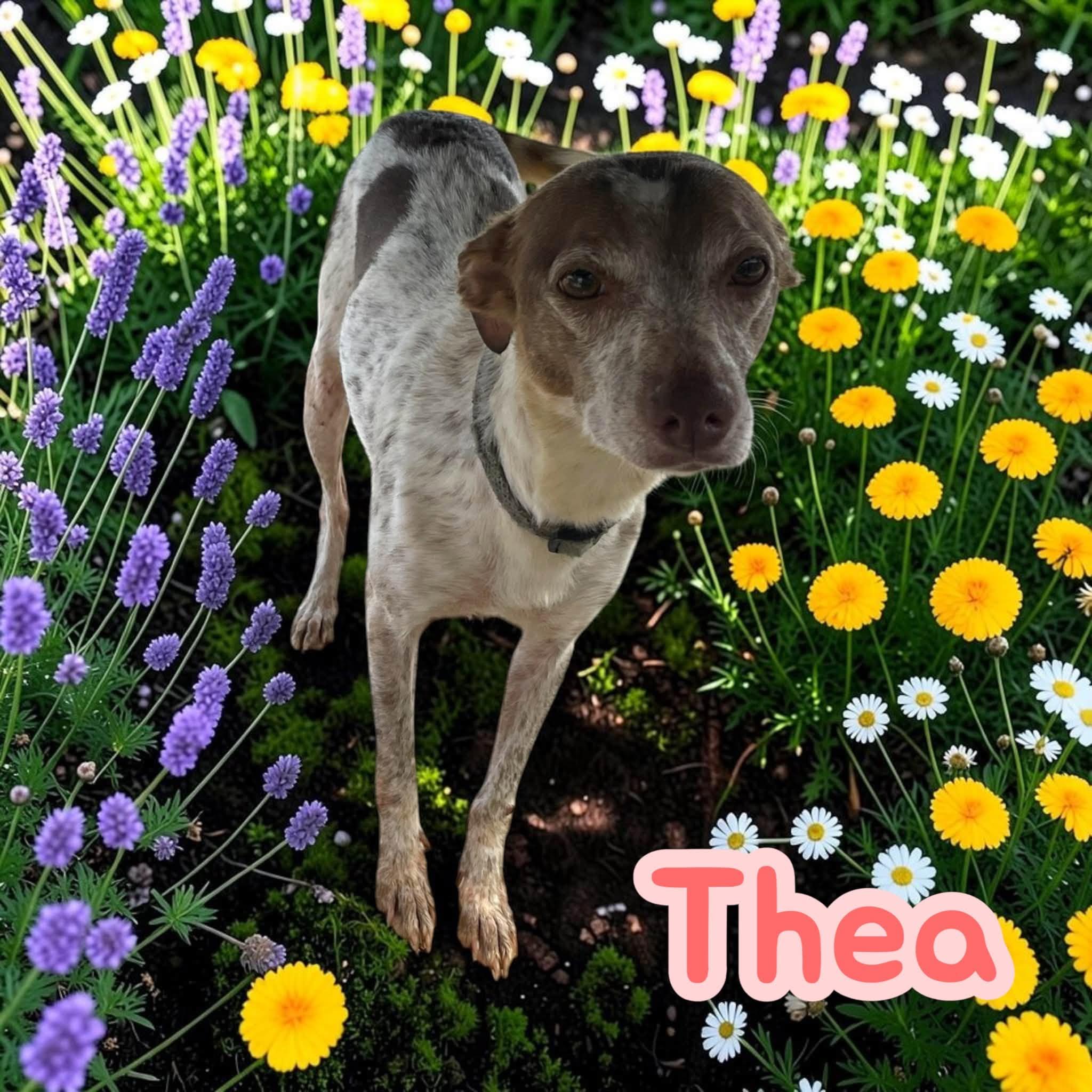 Enlarge Thea - Sweet girl - only or larger dogs, a Adoptable mixed breed in Stratford, CT image 3/3
