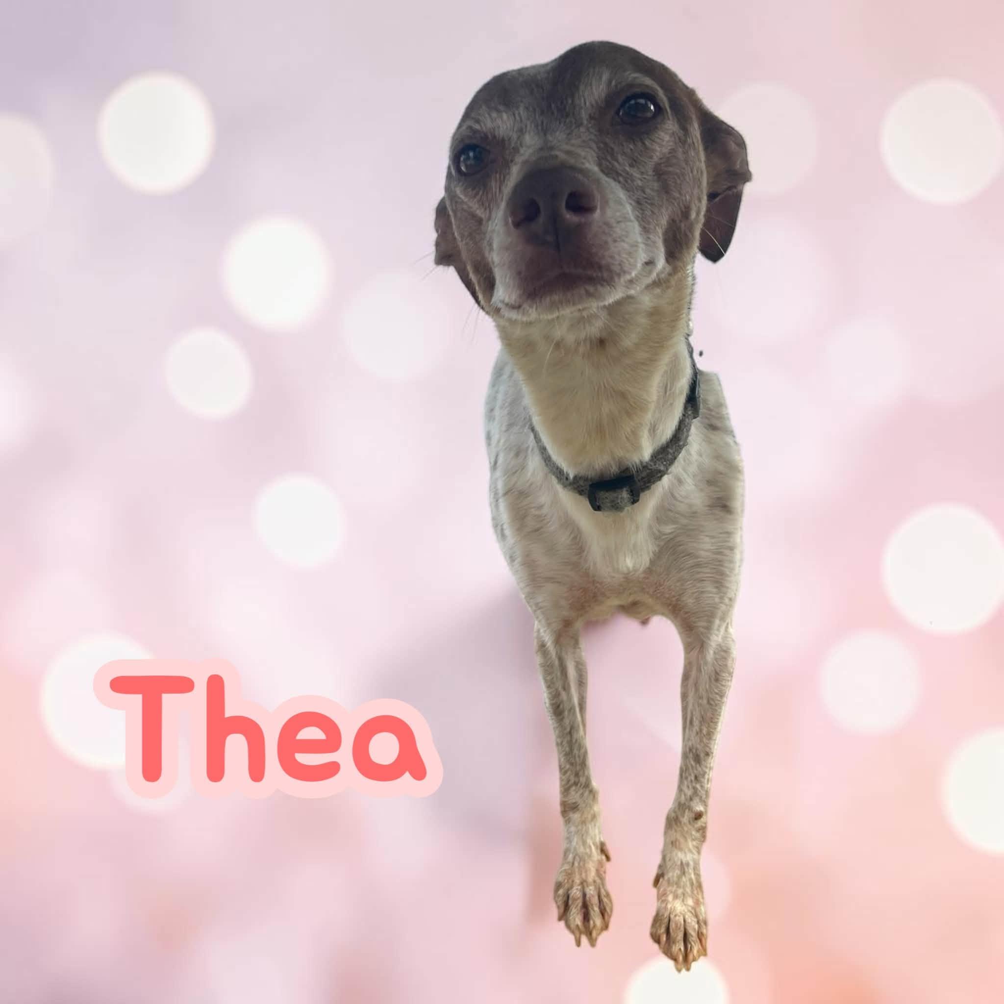 Enlarge Thea - Sweet girl - only or larger dogs, a Adoptable mixed breed in Stratford, CT image 2/3