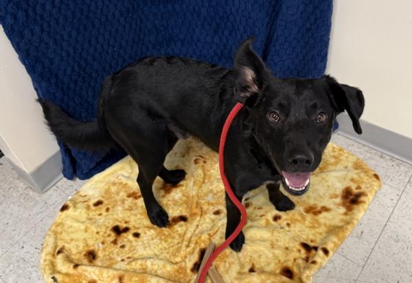 *Elf*, Adoptable, Adult Male Border Collie & Labrador Retriever.