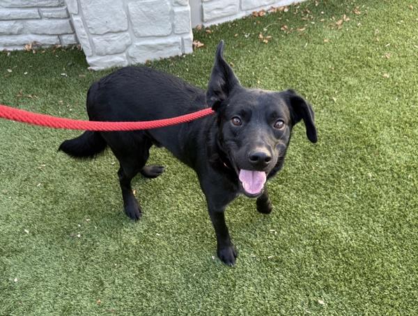 Enlarge *Elf*, a Adoptable mixed breed in Salt Lake City, UT image 4/4