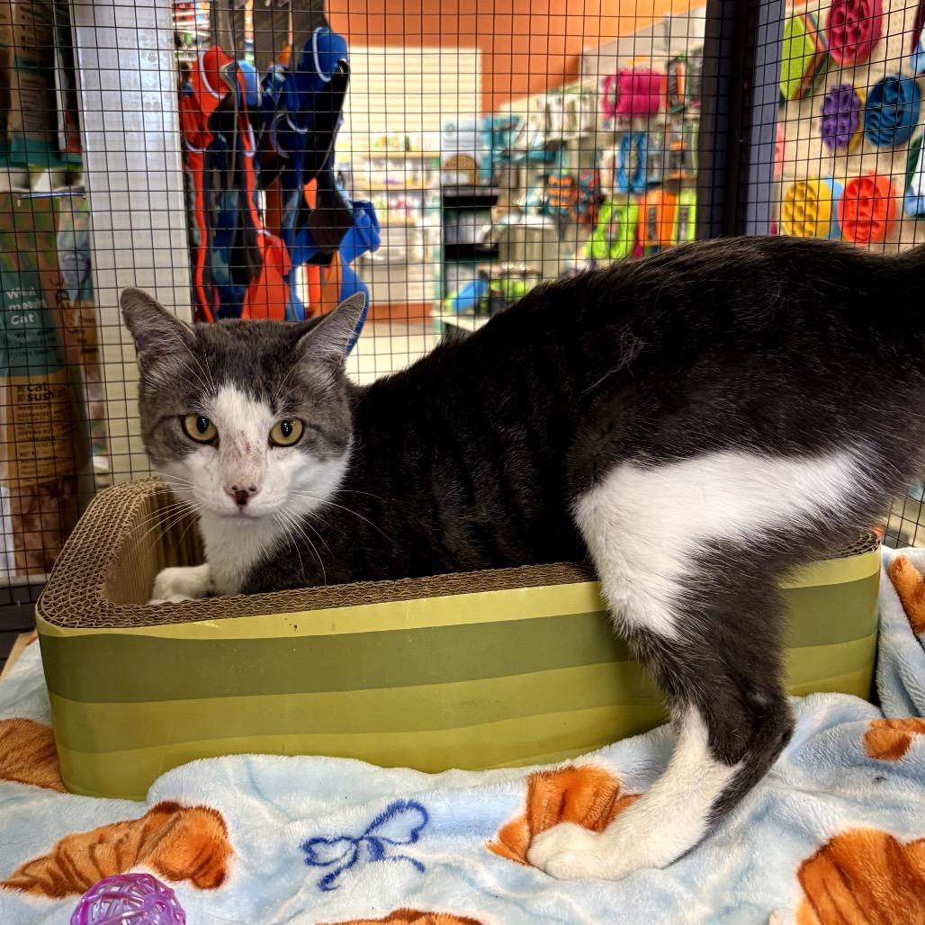 Enlarge Bob, a Adoptable Manx in North Port, FL image 1/4