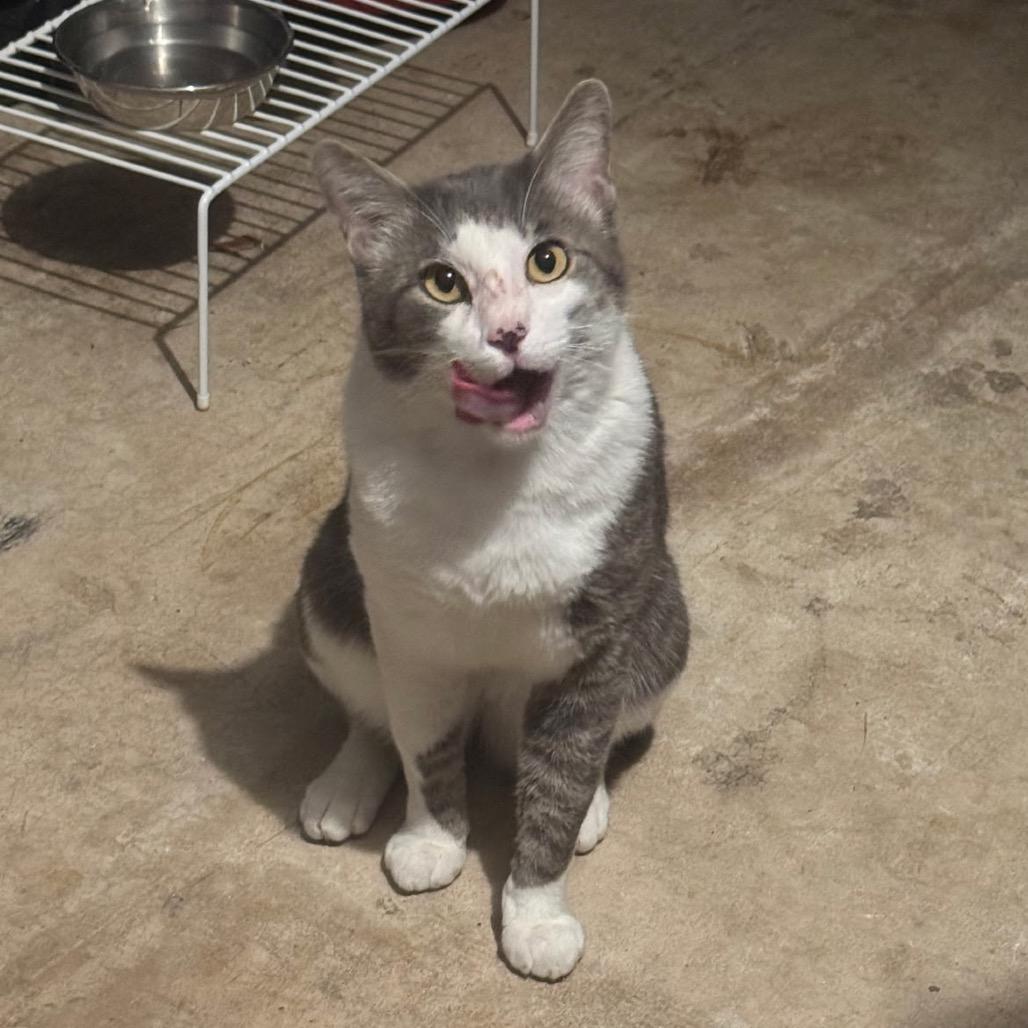 Enlarge Bob, a Adoptable Manx in North Port, FL image 2/4