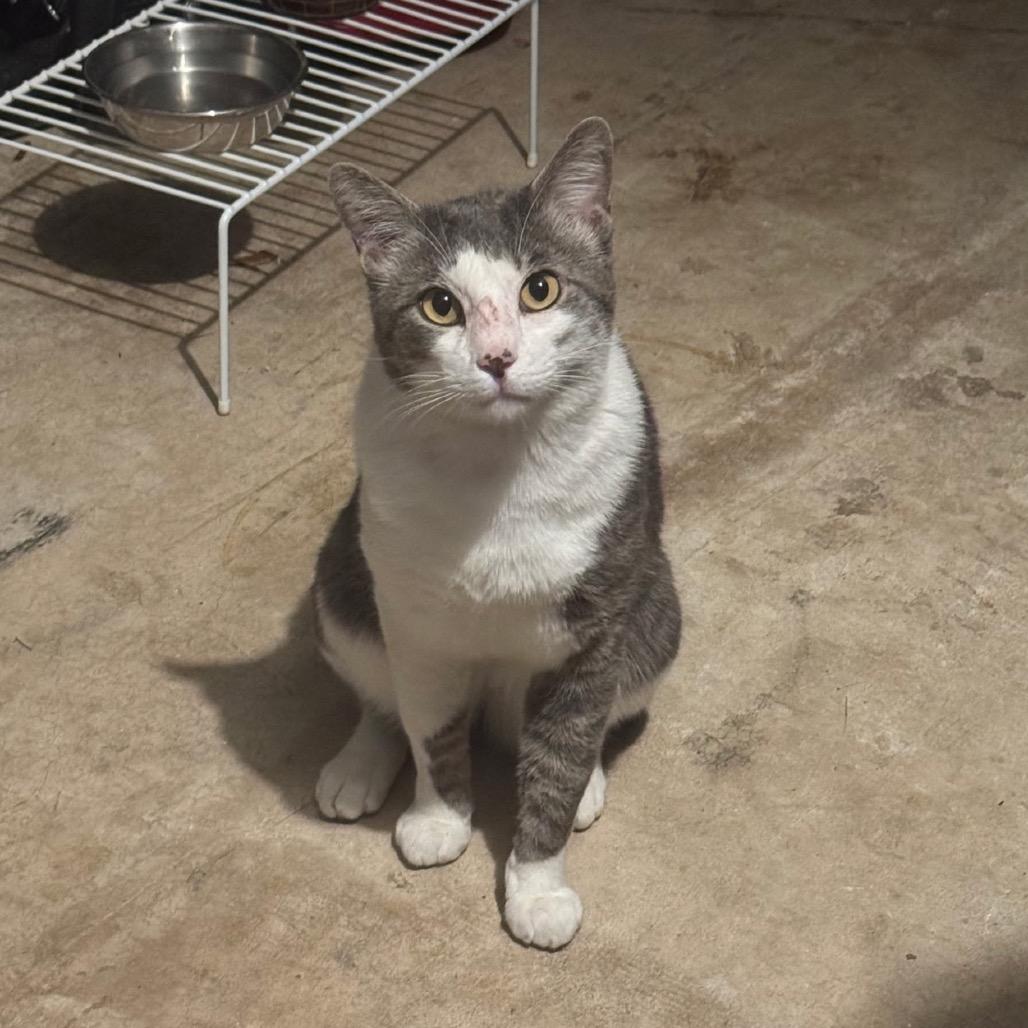 Enlarge Bob, a Adoptable Manx in North Port, FL image 3/4