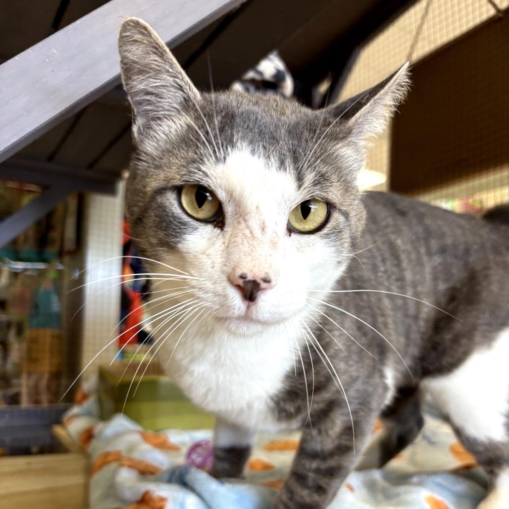 Enlarge Bob, a Adoptable Manx in North Port, FL image 4/4