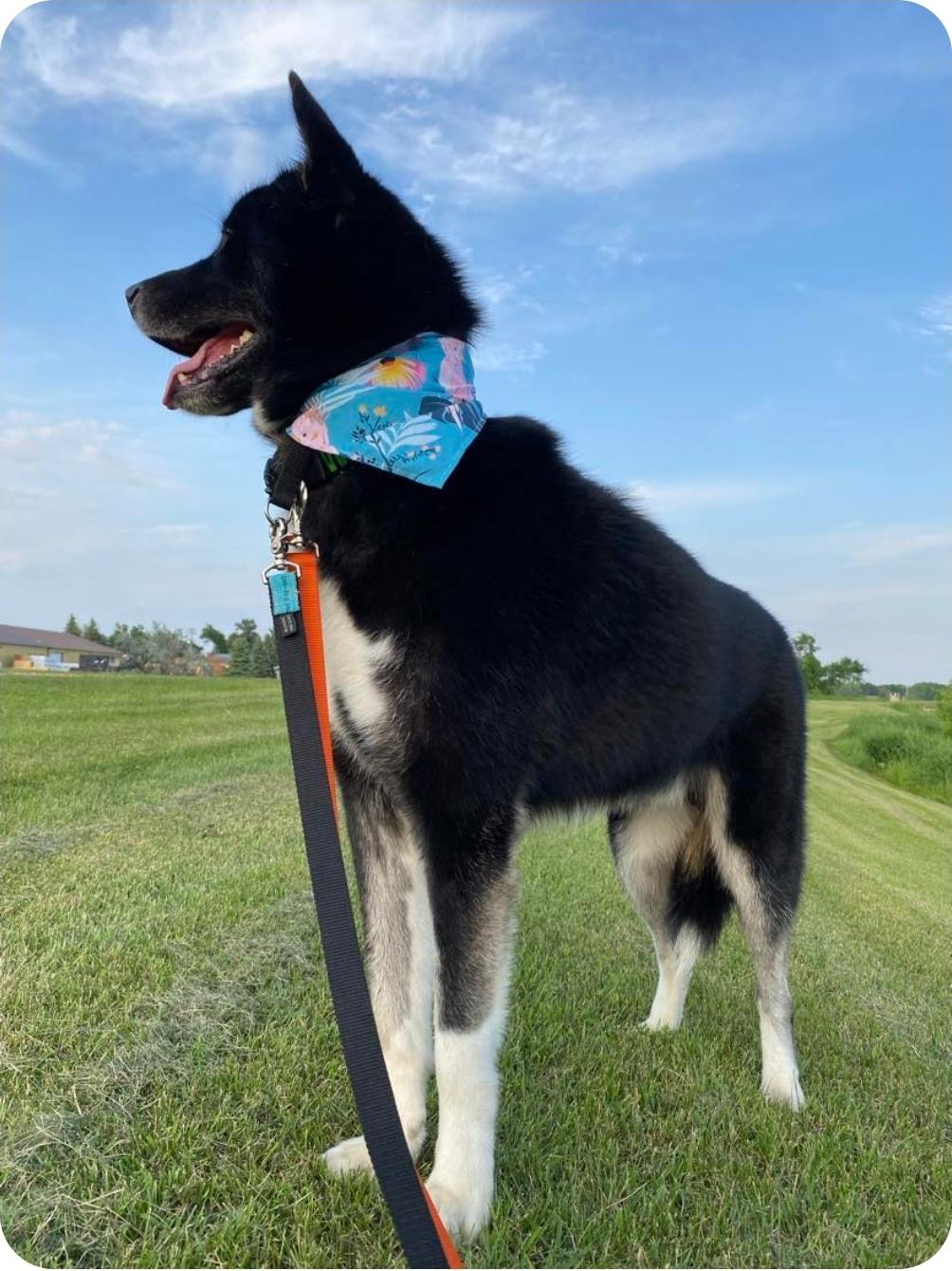 Eldon, an adoptable Husky, Mixed Breed in Winnipeg, MB, R3E 2Z9 | Photo Image 2