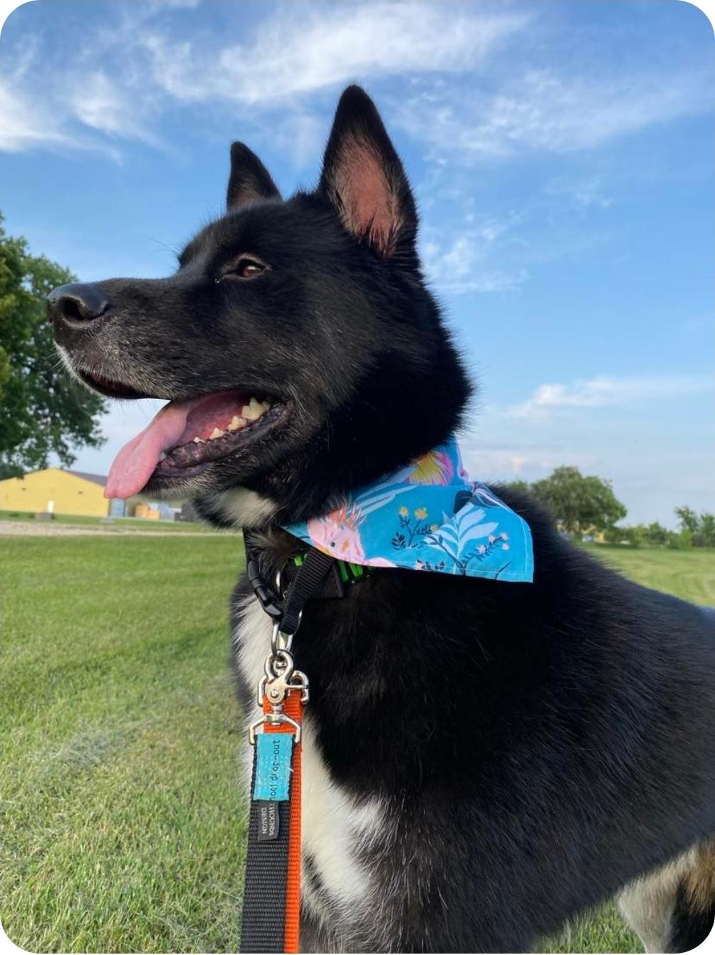 Eldon, an adoptable Husky, Mixed Breed in Winnipeg, MB, R3E 2Z9 | Photo Image 3
