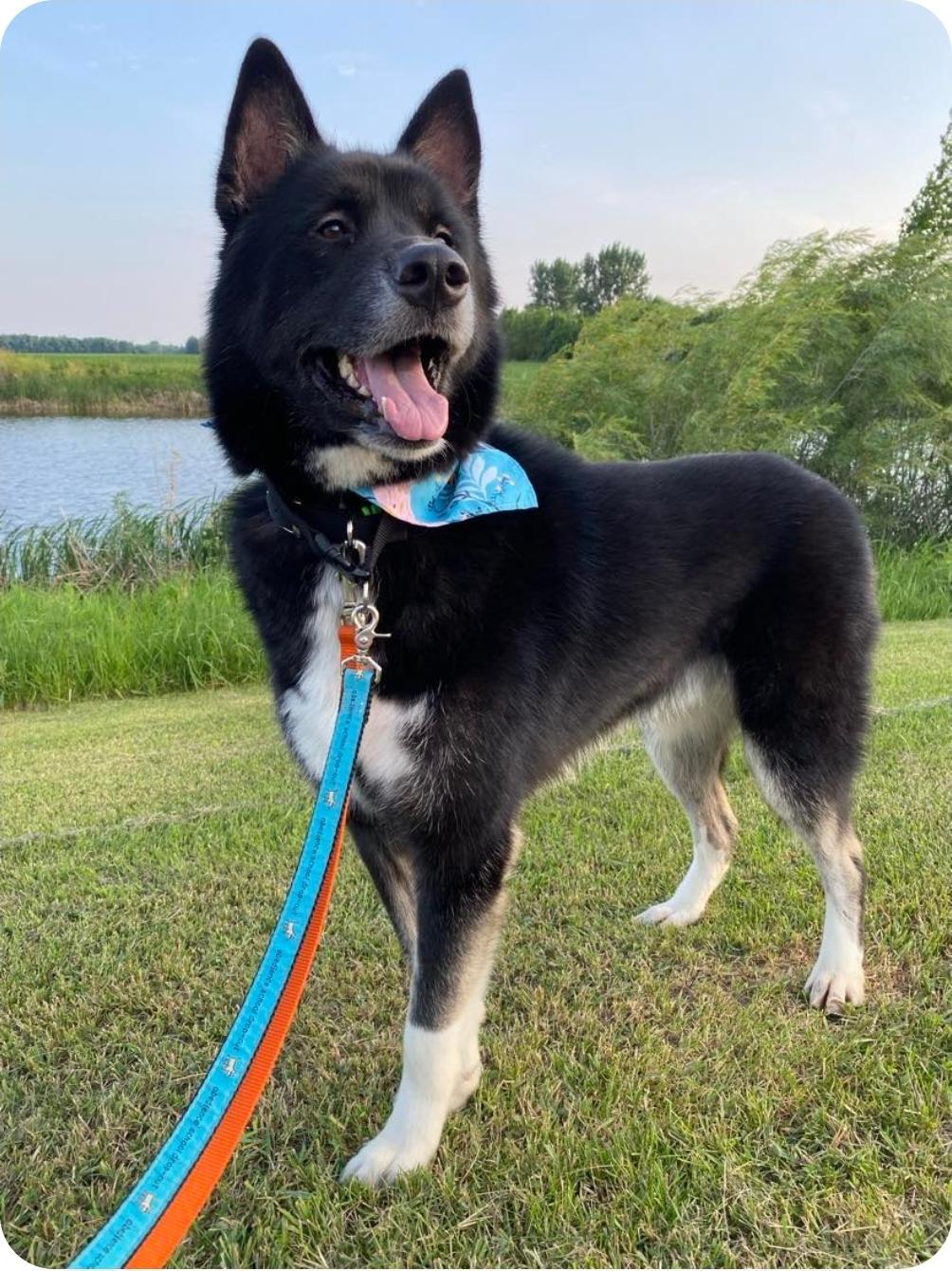 Eldon, an adoptable Husky, Mixed Breed in Winnipeg, MB, R3E 2Z9 | Photo Image 1
