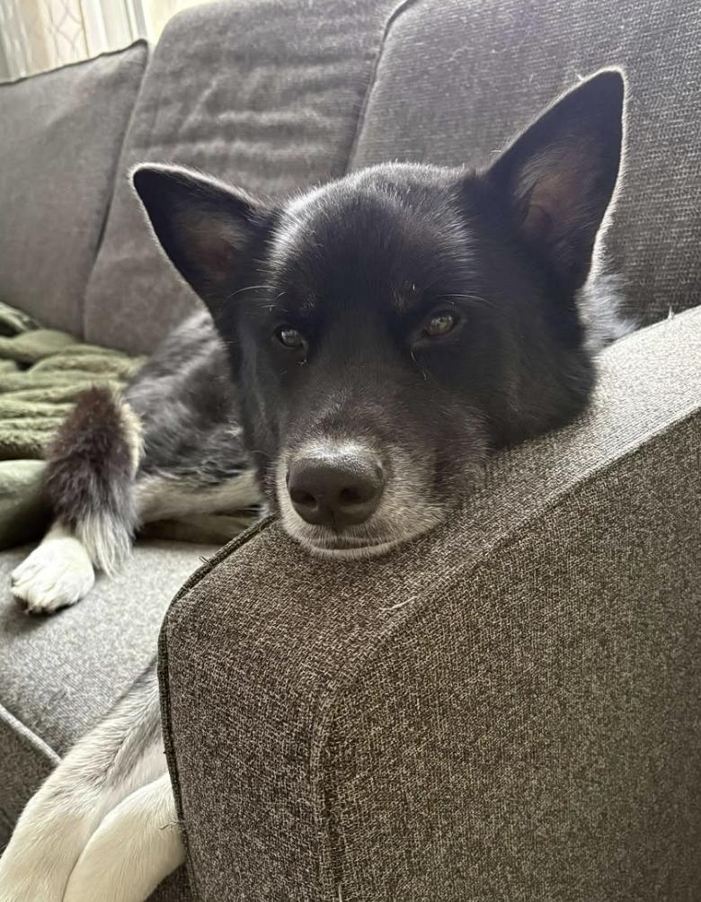 Enlarge Felly, a Adoptable mixed breed in Winnipeg, MB image 3/4