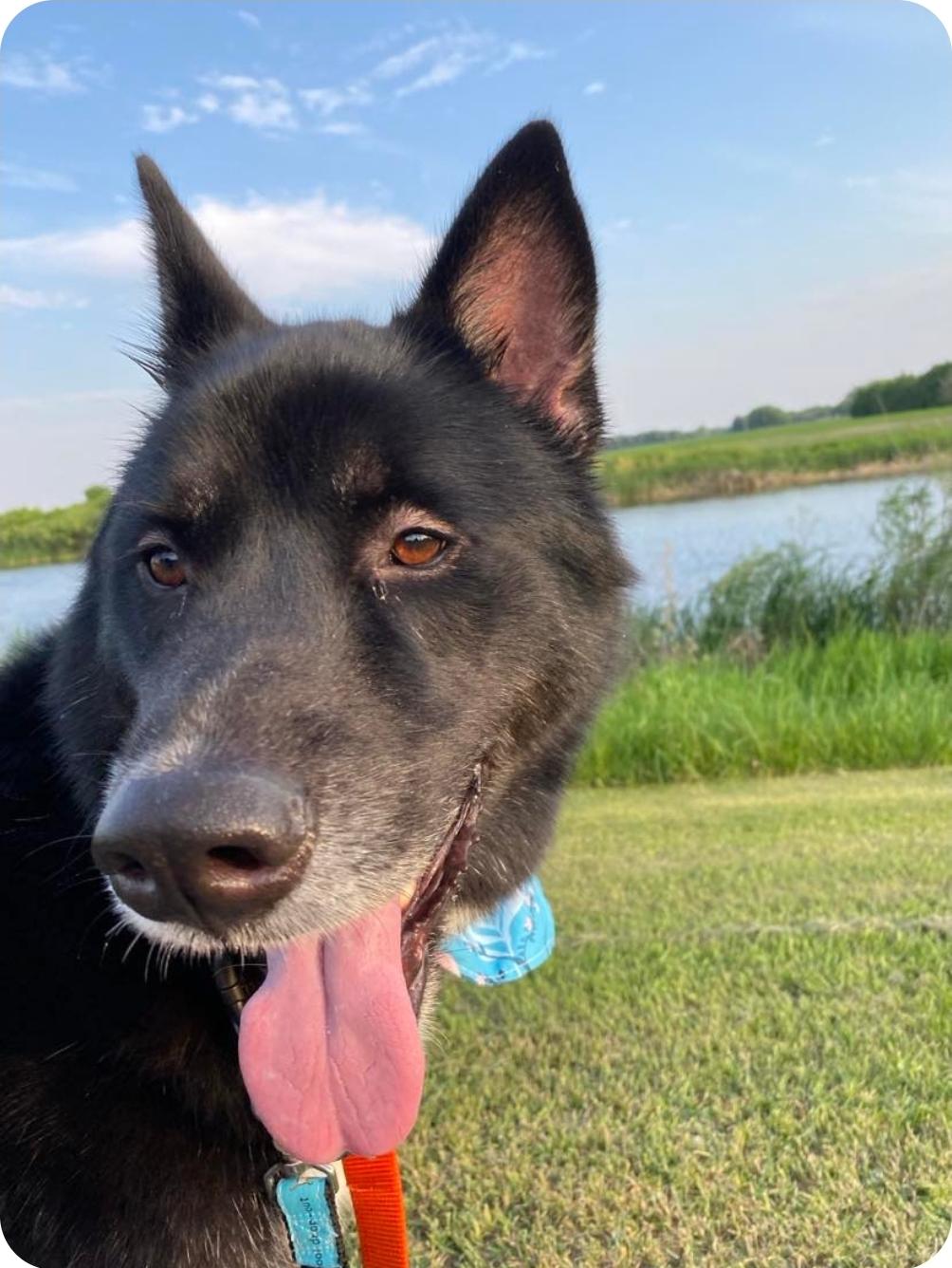 Eldon, an adoptable Husky, Mixed Breed in Winnipeg, MB, R3E 2Z9 | Photo Image 4