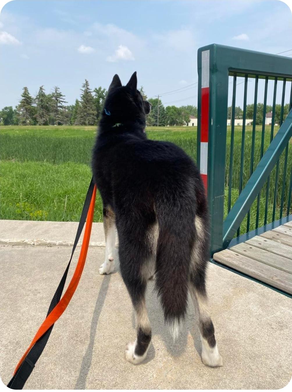 Eldon, an adoptable Husky, Mixed Breed in Winnipeg, MB, R3E 2Z9 | Photo Image 5
