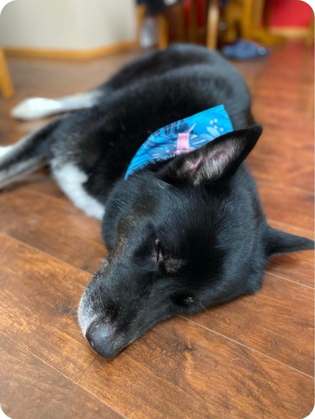 Eldon, an adoptable Husky, Mixed Breed in Winnipeg, MB, R3E 2Z9 | Photo Image 6