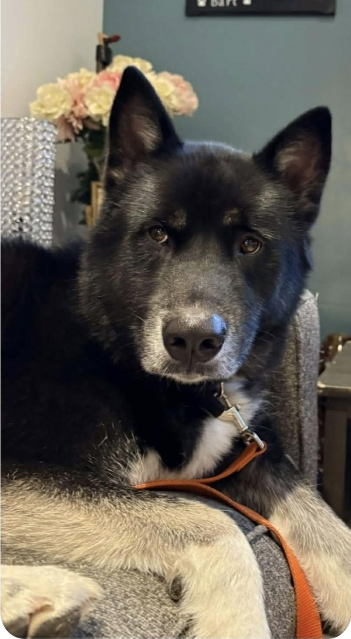 Enlarge Felly, a Adoptable mixed breed in Winnipeg, MB image 1/4