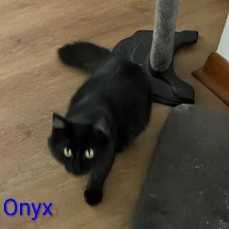 Enlarge Onyx, a Adoptable Domestic Medium Hair in St Catharines, ON image 4/4