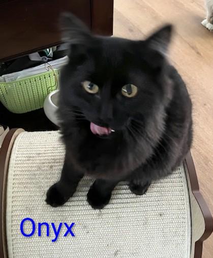 Enlarge Onyx, a Adoptable Domestic Medium Hair in St Catharines, ON image 3/4