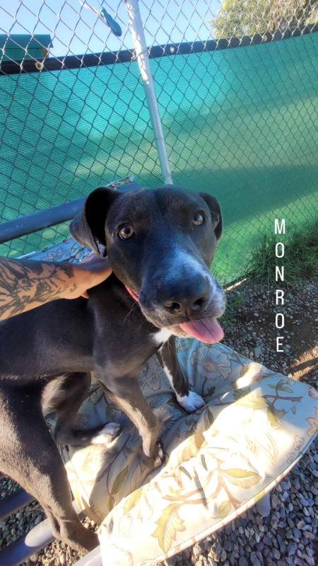 Monroe, Adopted, Puppy Female McNab & American Staffordshire Terrier.