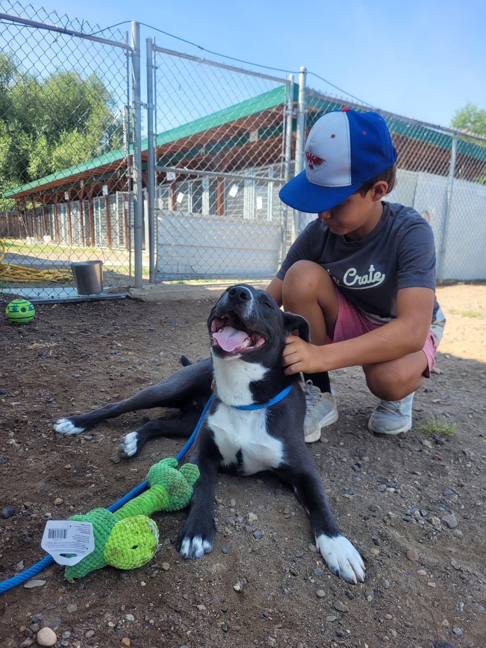 Enlarge Monroe, a Adopted mixed breed in Monte Vista, CO image 2/3