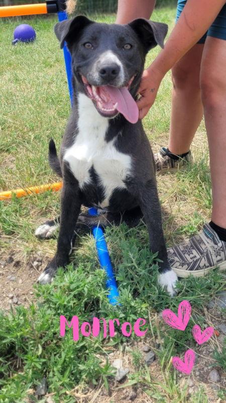 Enlarge Monroe, a Adopted mixed breed in Monte Vista, CO image 3/3