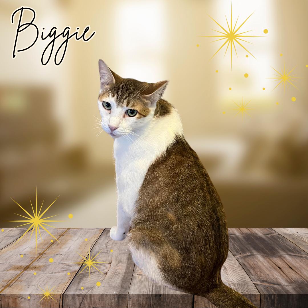 Biggie, a Adoptable Domestic Short Hair in Orange City, FL image 1/6