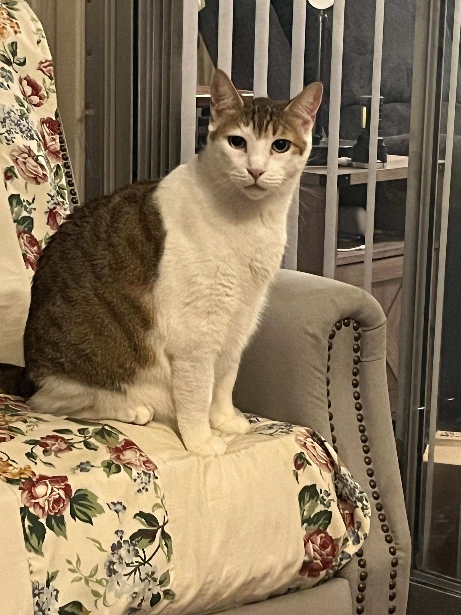 Biggie, a Adoptable Domestic Short Hair in Orange City, FL image 2/6