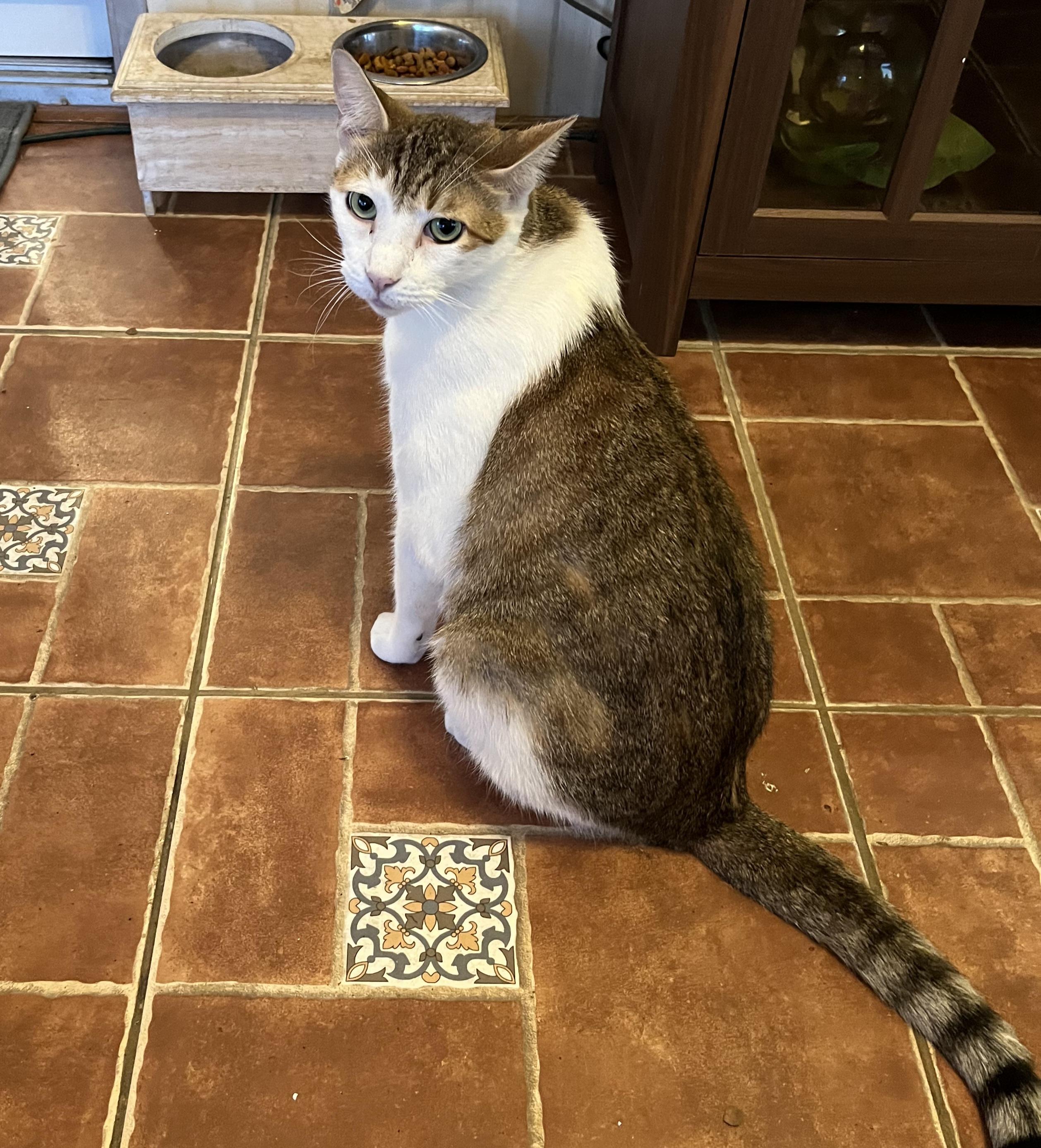 Biggie, a Adoptable Domestic Short Hair in Orange City, FL image 3/6