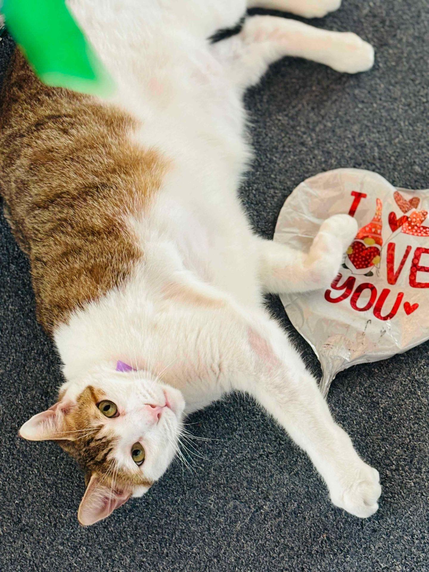 Biggie, a Adoptable Domestic Short Hair in Orange City, FL image 6/6