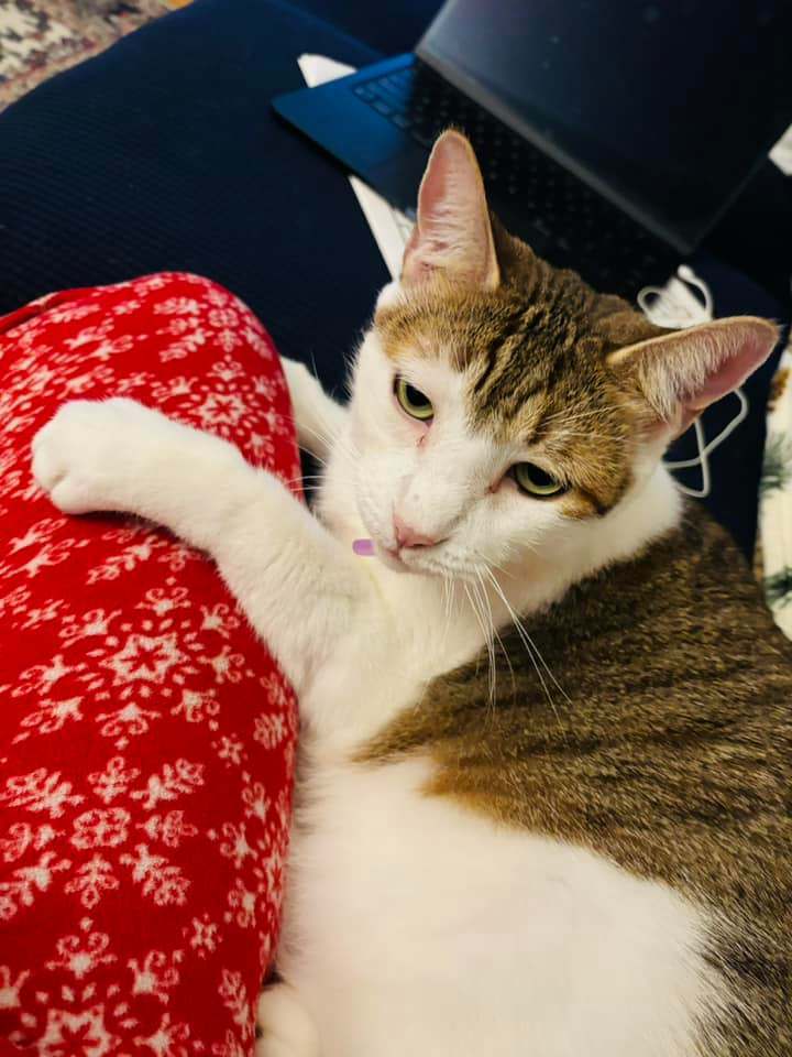 Biggie, a Adoptable Domestic Short Hair in Orange City, FL image 5/6