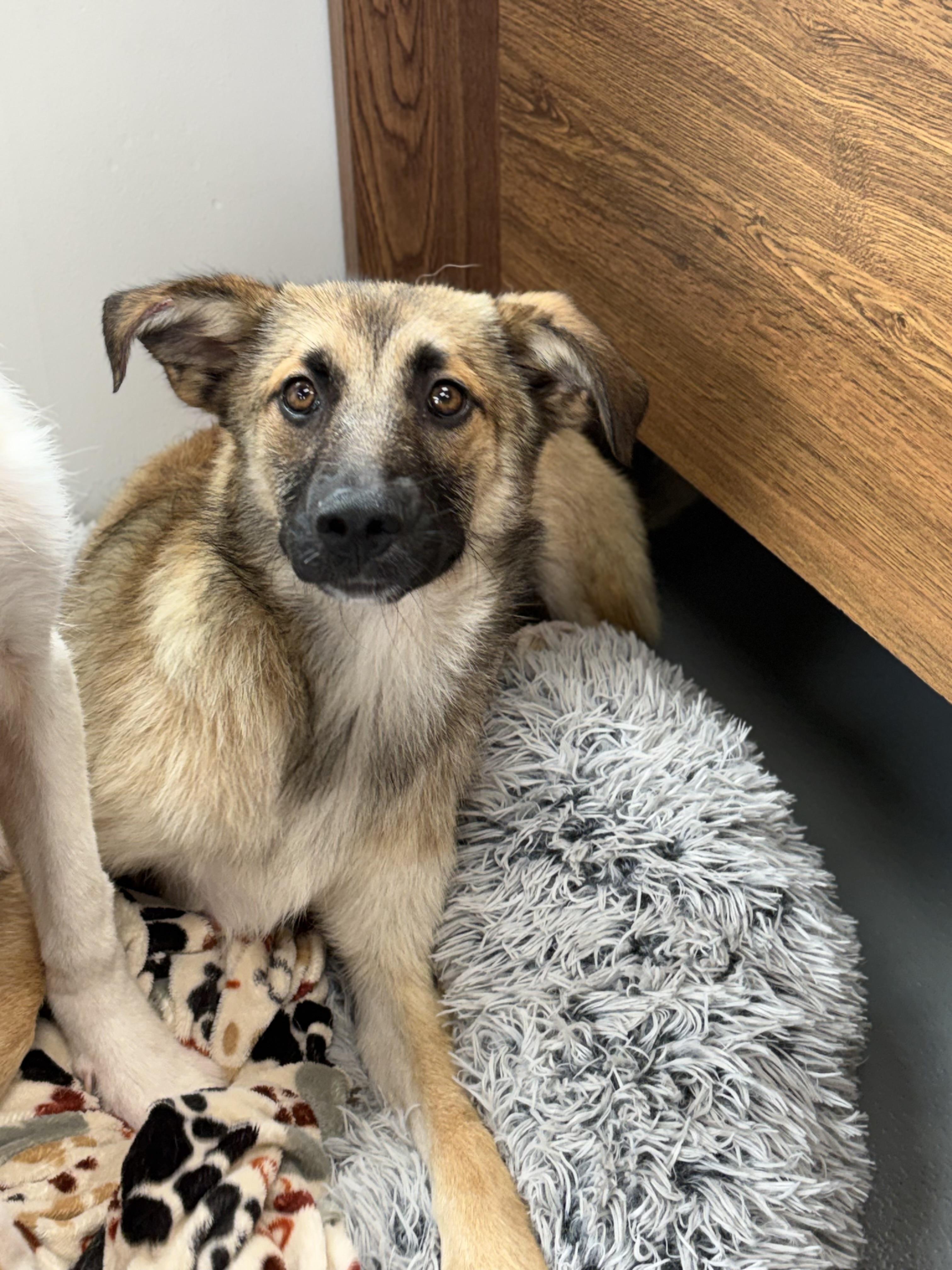 Candy, an adoptable mixed breed in Zimmerman, MN image 6/6
