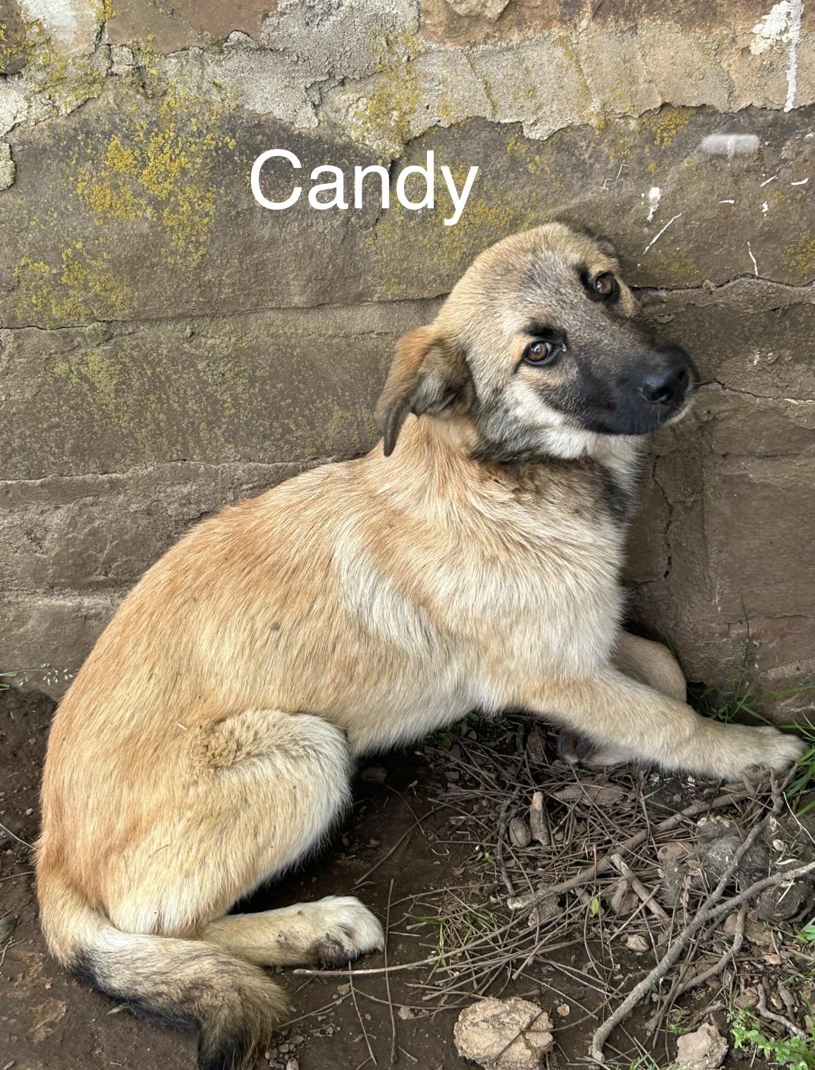 Candy, an adoptable mixed breed in Zimmerman, MN image 3/6
