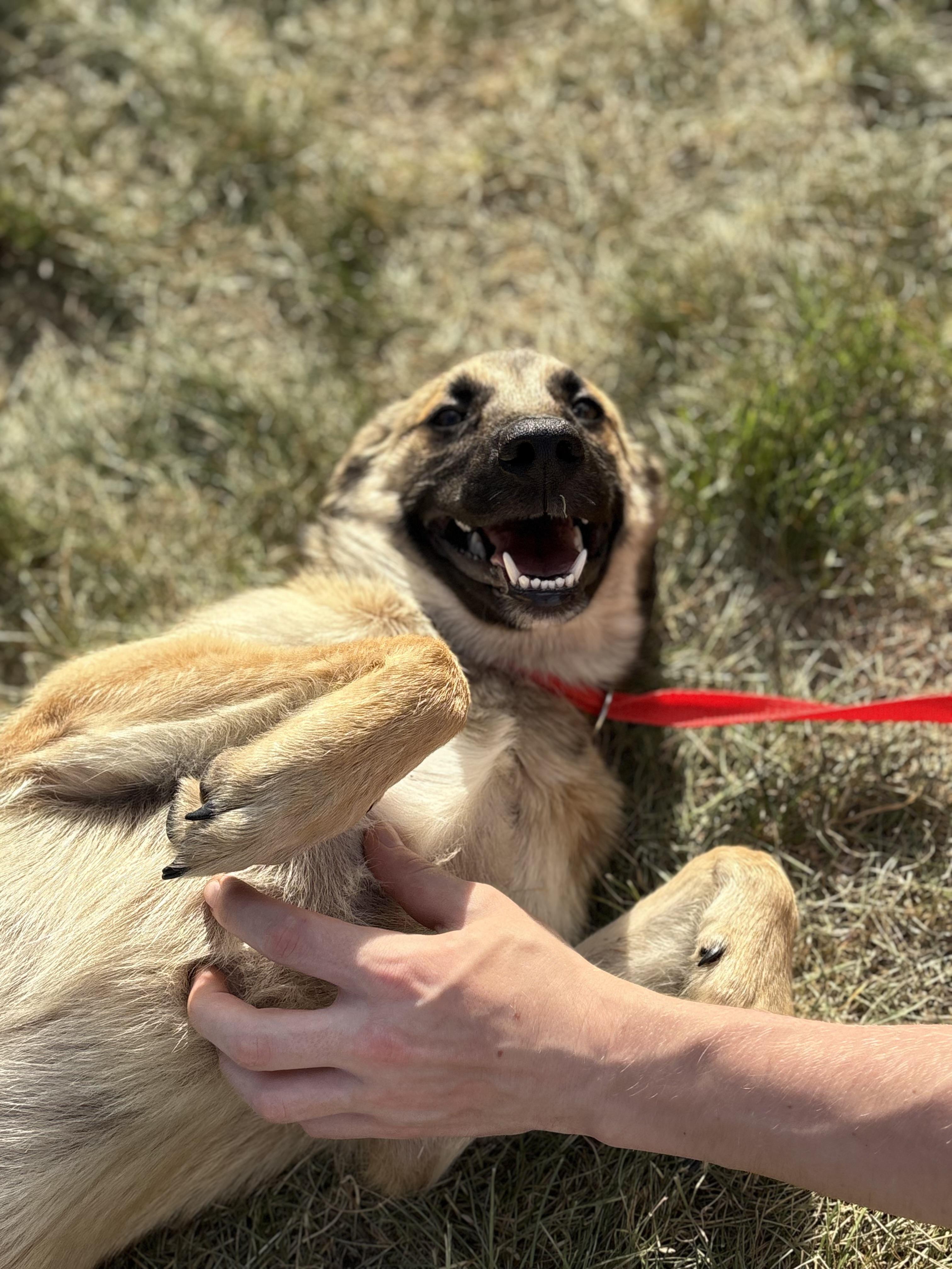 Candy, an adoptable mixed breed in Zimmerman, MN image 5/6