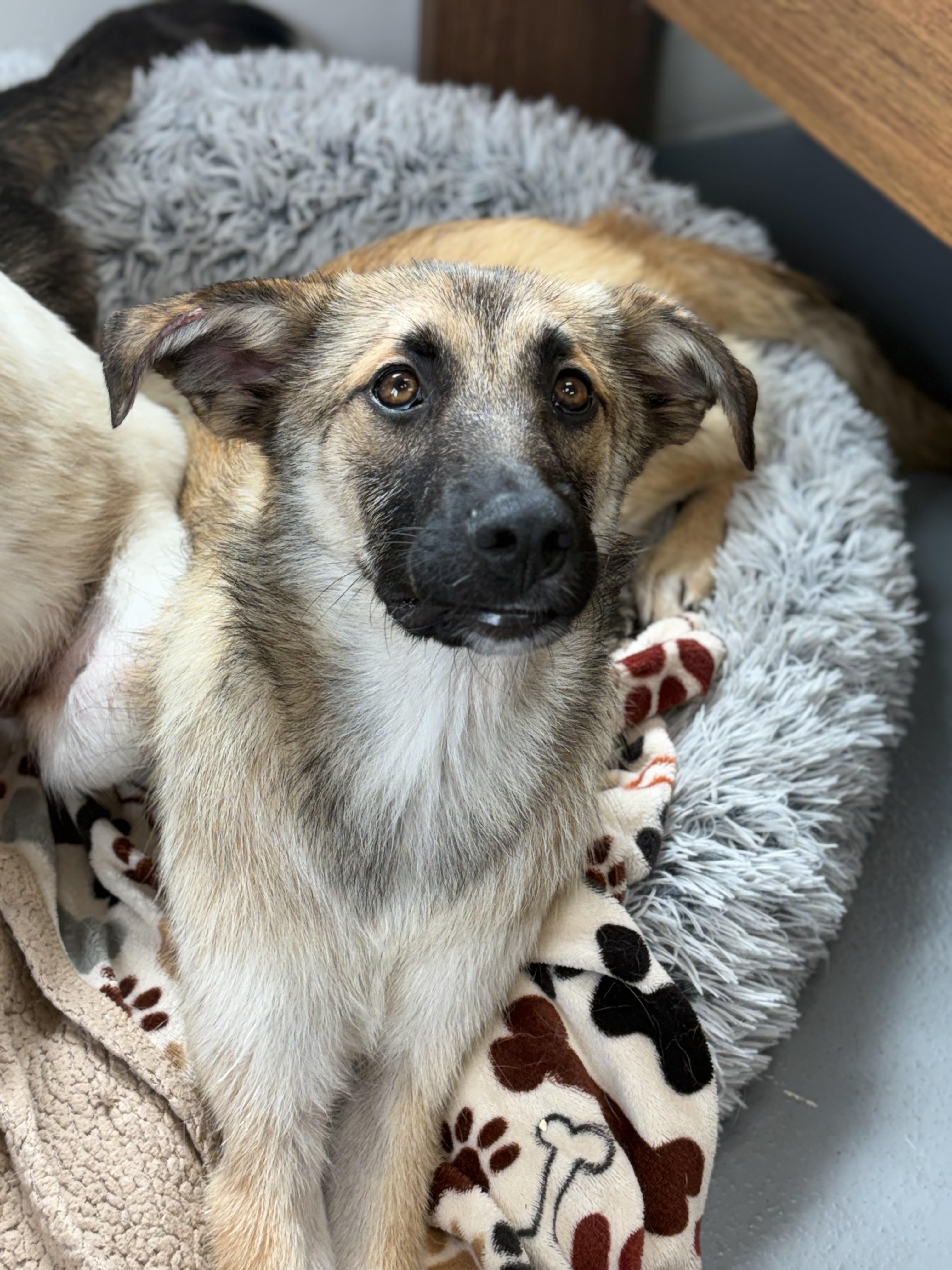 Candy, adoptable, Puppy Female German Shepherd Dog.