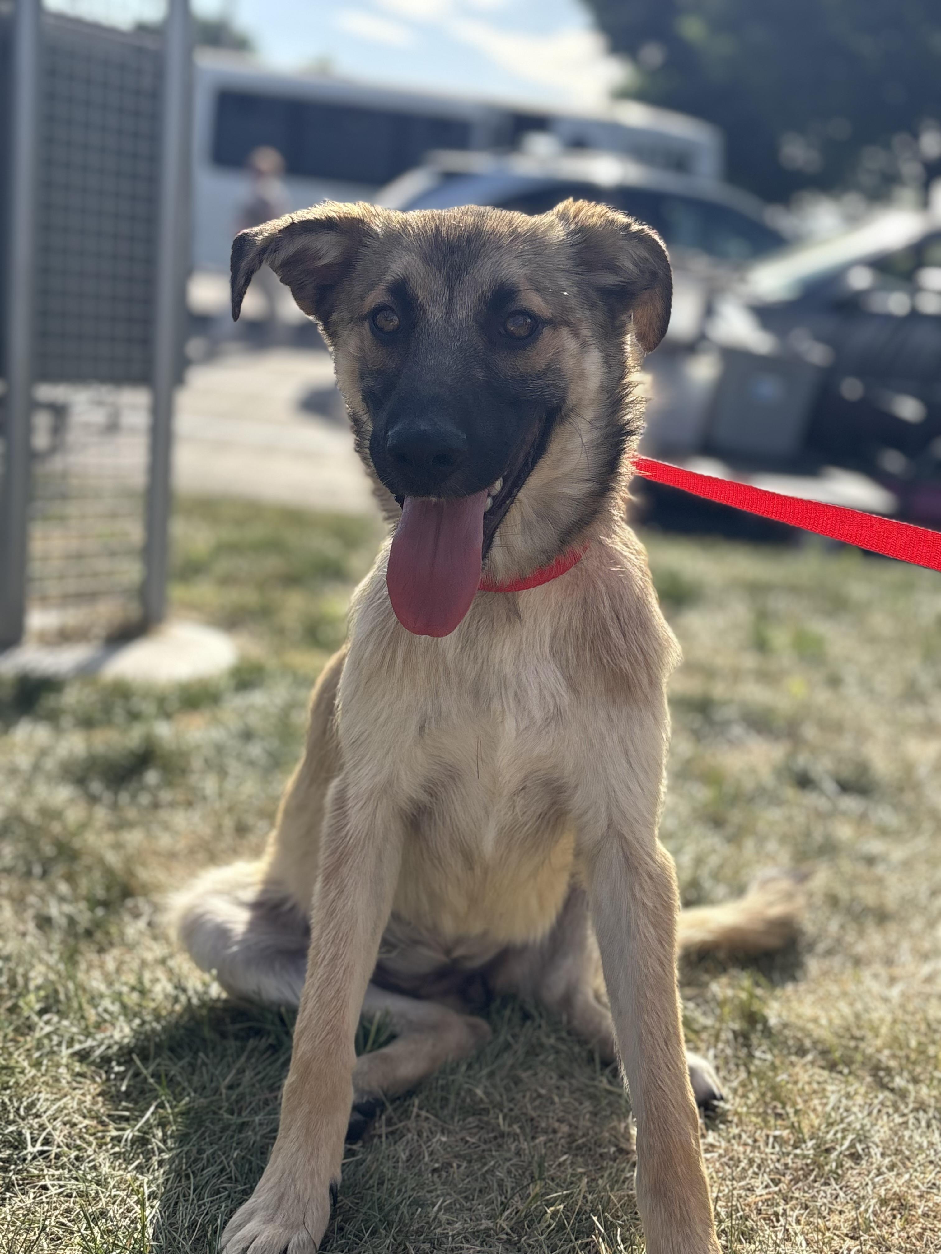 Candy, an adoptable mixed breed in Zimmerman, MN image 2/6