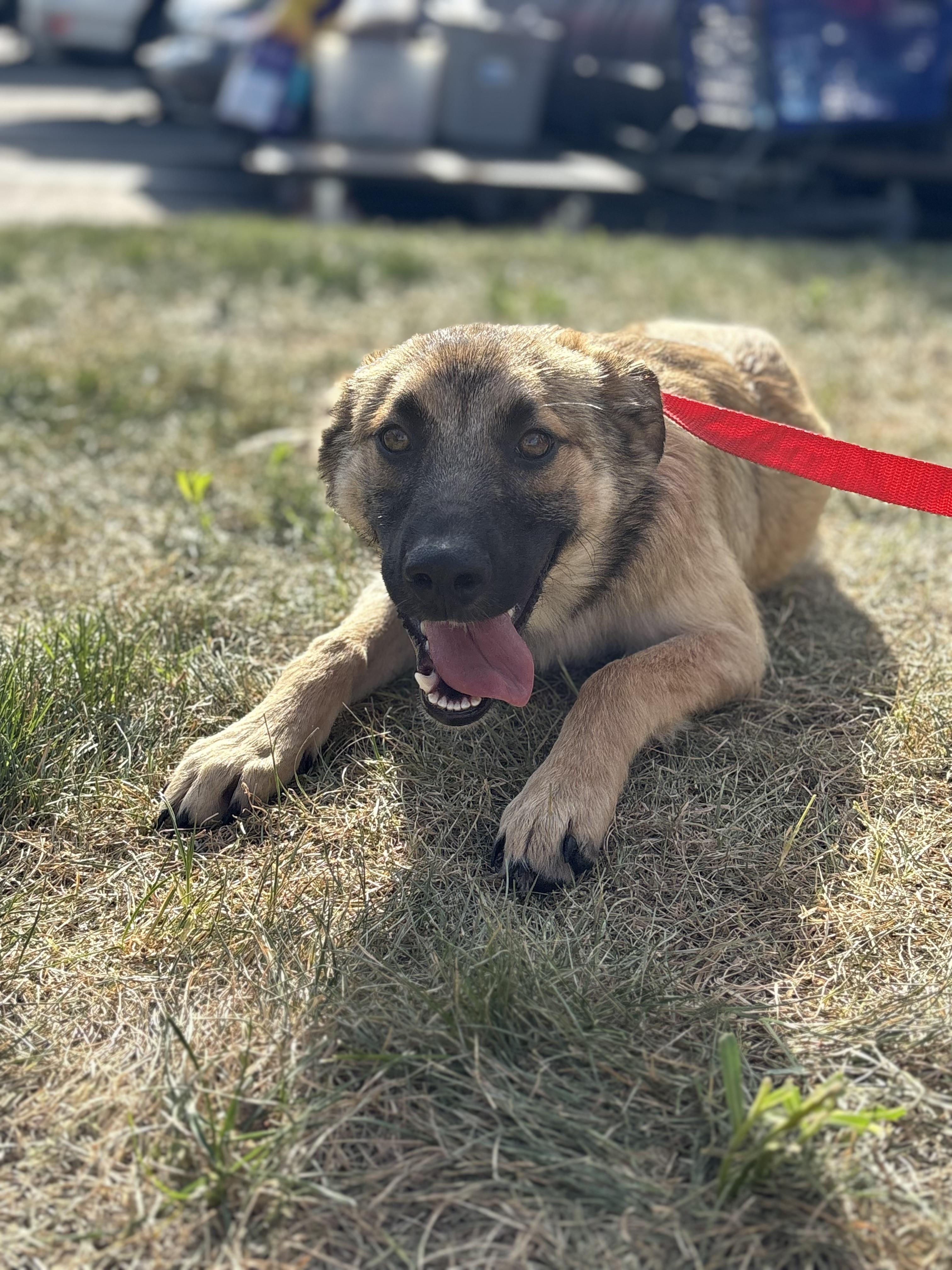 Candy, an adoptable mixed breed in Zimmerman, MN image 4/6