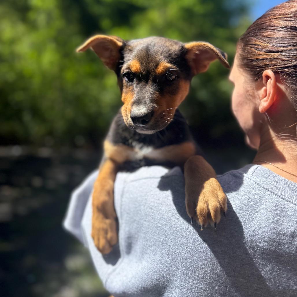 Ferry, Adoptable, Puppy Female Mixed Breed.