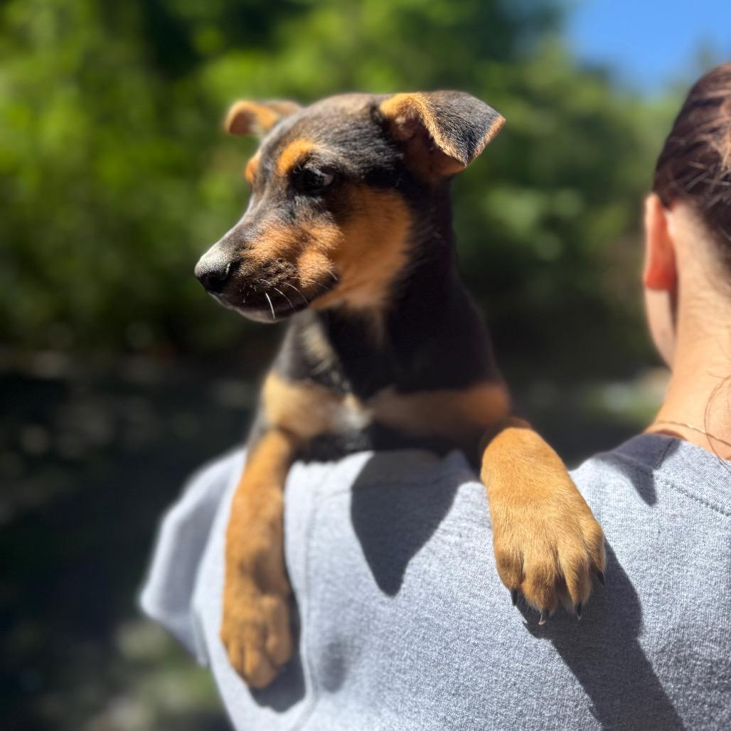 Ferry, a Adoptable Mixed Breed in Tacoma, WA image 5/5