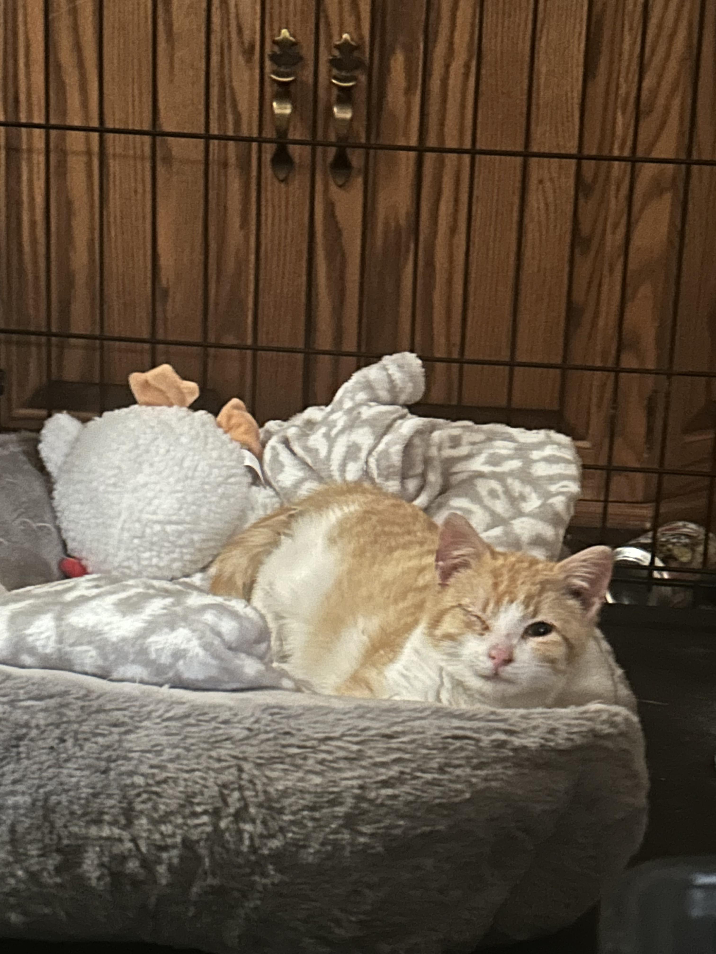 Enlarge Finley, a ADOPTABLE Domestic Short Hair in Clarion, IA image 5/6