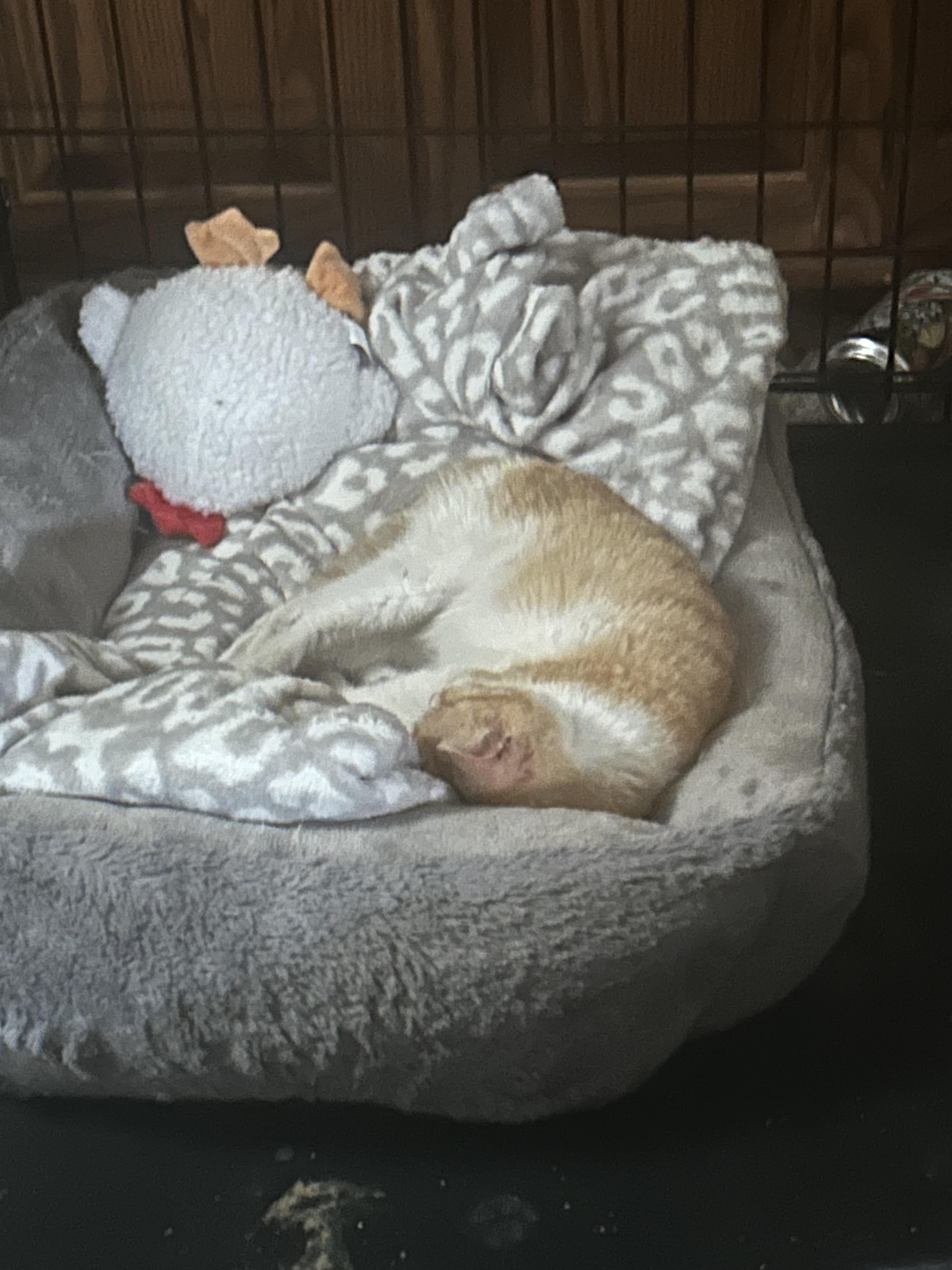 Enlarge Finley, a ADOPTABLE Domestic Short Hair in Clarion, IA image 4/6