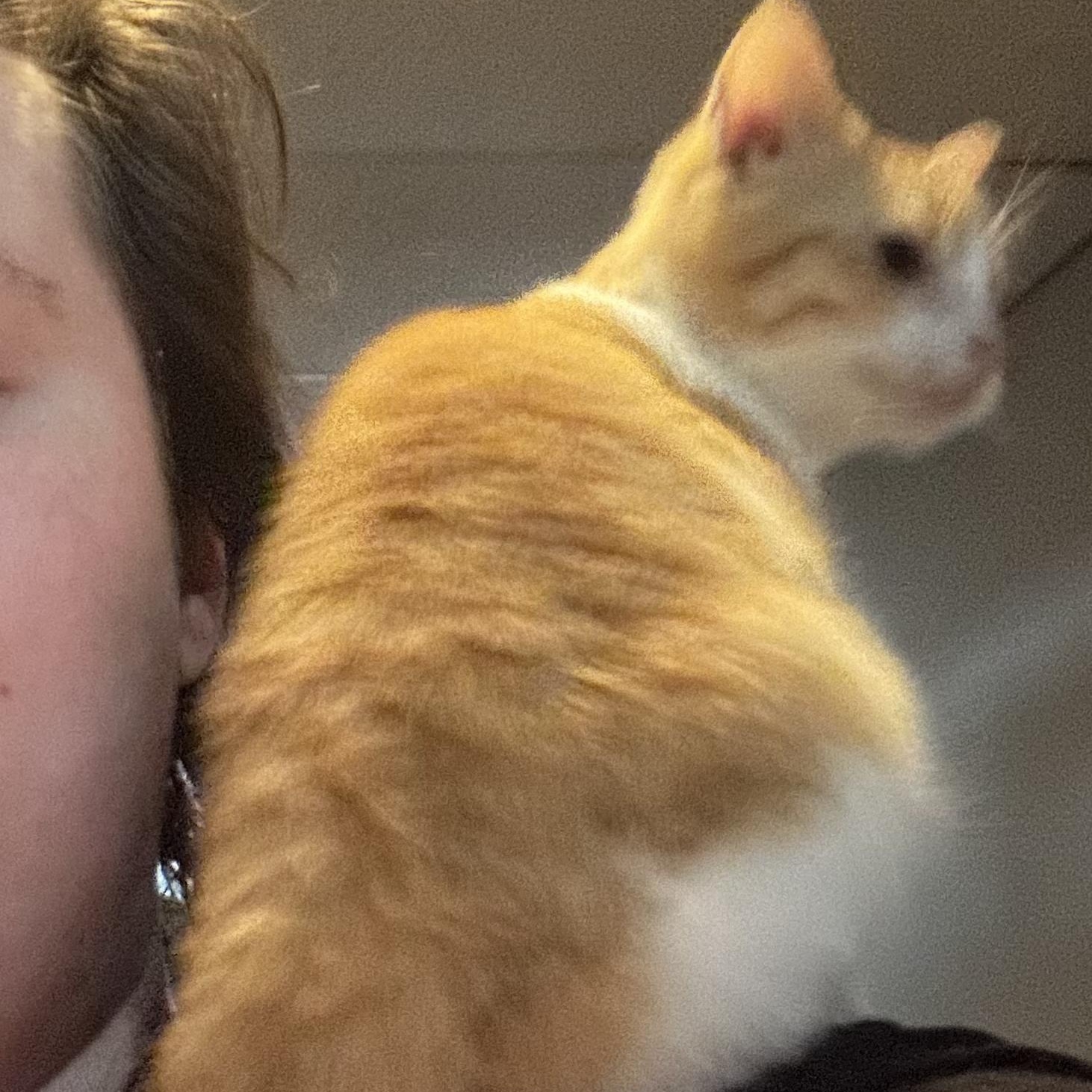 Enlarge Finley, a ADOPTABLE Domestic Short Hair in Clarion, IA image 2/6