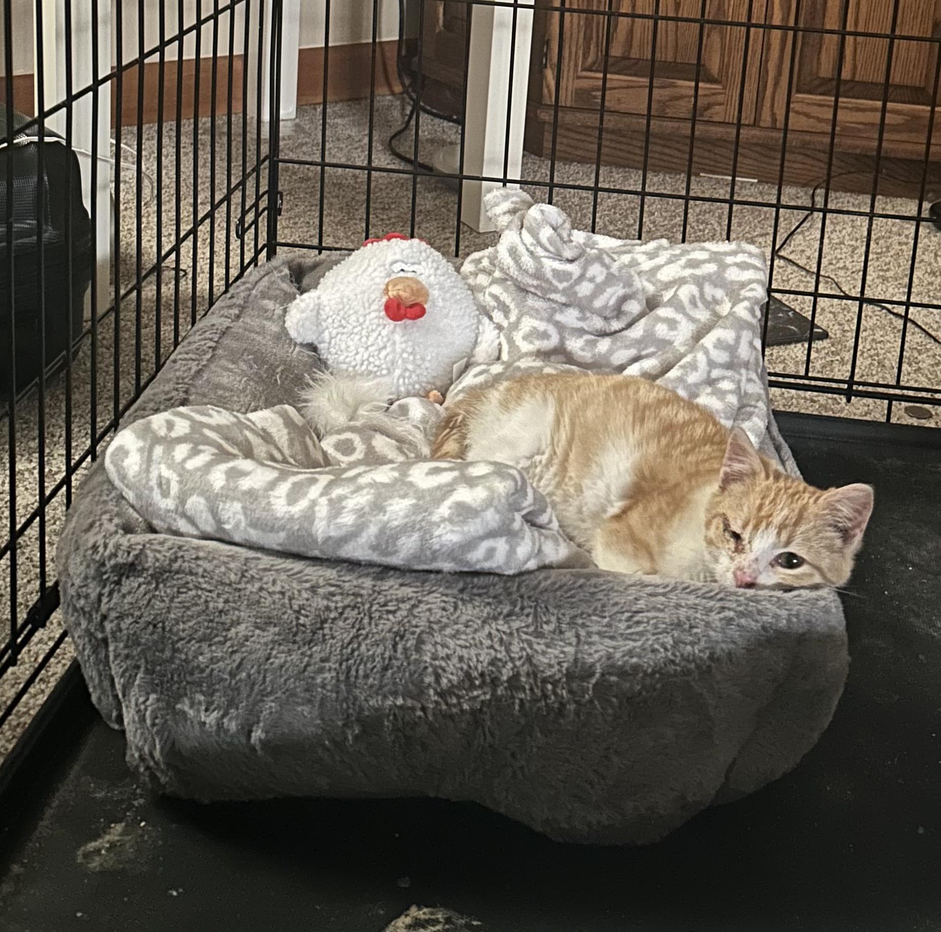 Enlarge Finley, a ADOPTABLE Domestic Short Hair in Clarion, IA image 3/6