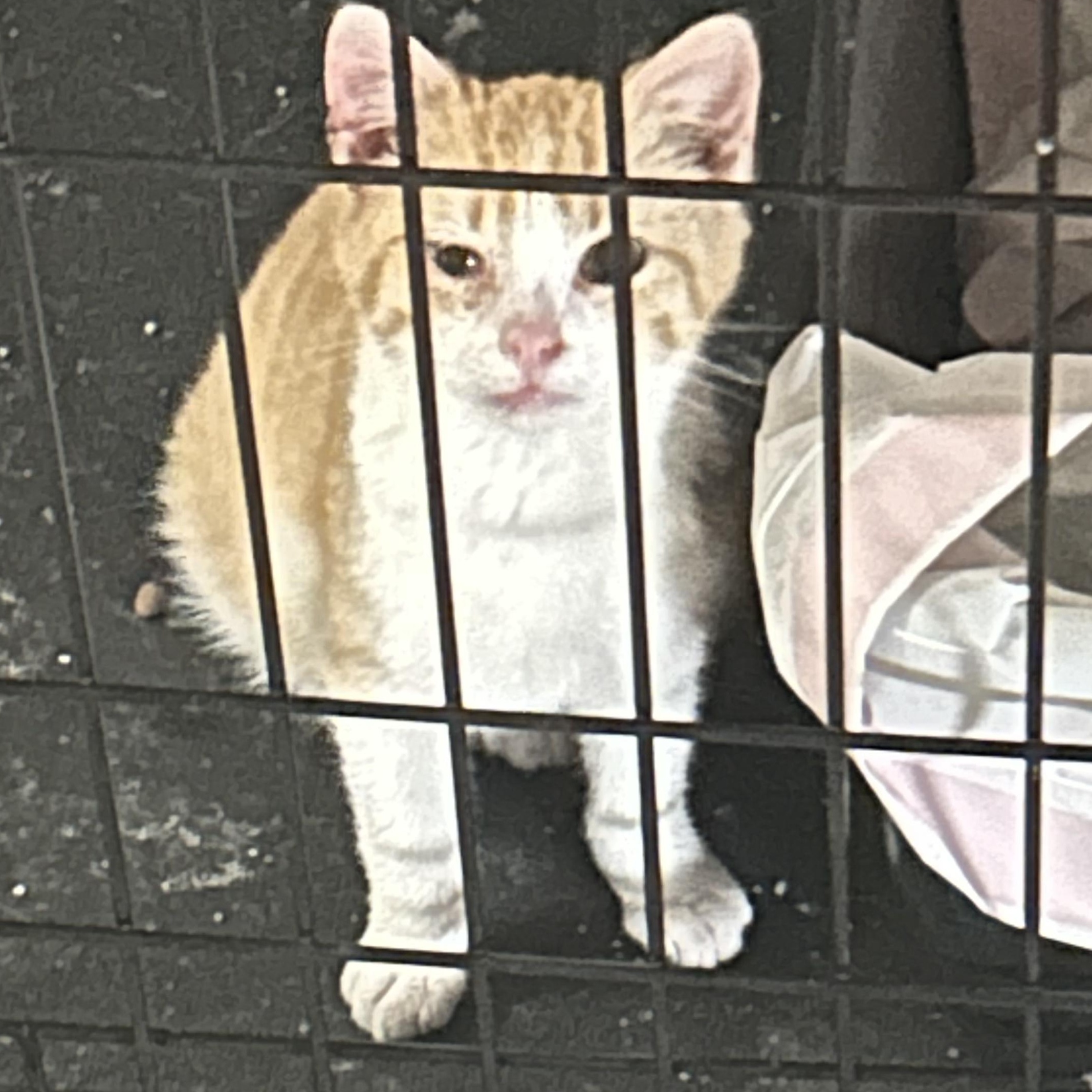 Enlarge Finley, a ADOPTABLE Domestic Short Hair in Clarion, IA image 1/6