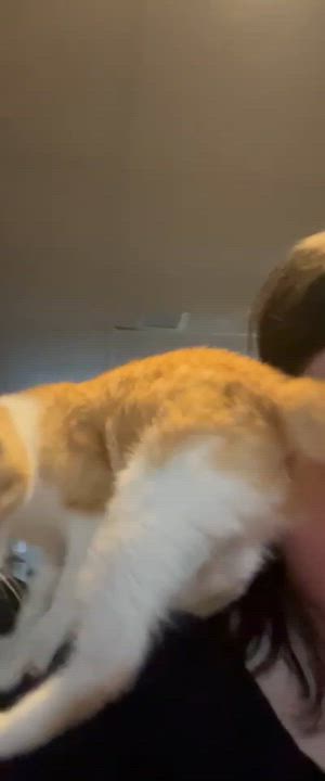 Enlarge Finley, a ADOPTABLE Domestic Short Hair in Clarion, IA video 6/6