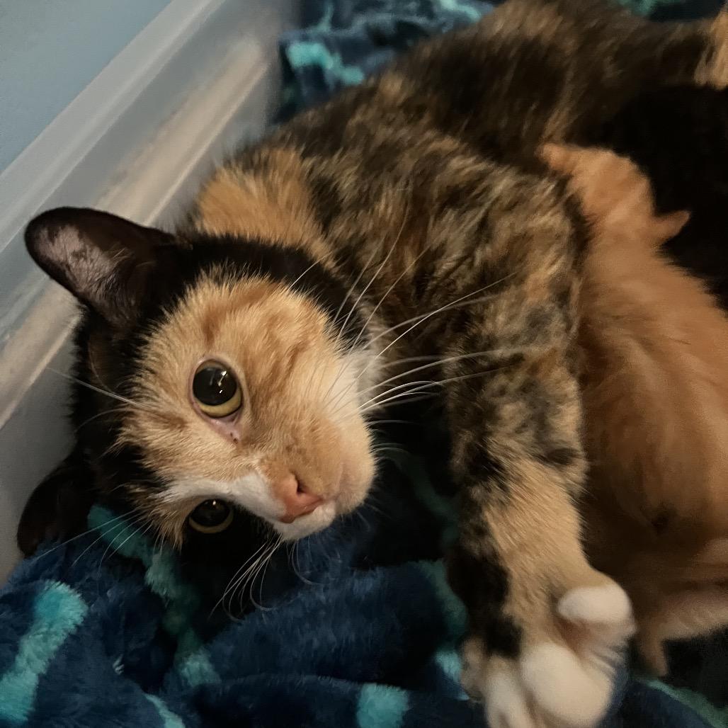 Summer, Adoptable, Adult Female Domestic Short Hair.