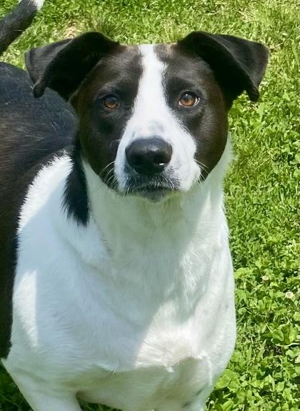 Bailey, Adoptable, Adult Male Hound.