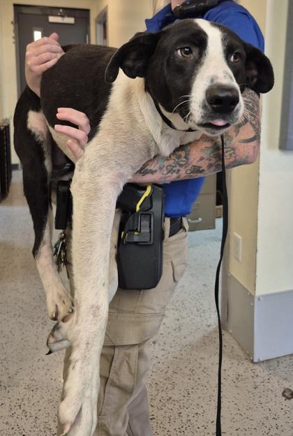 Enlarge Bailey, a Adoptable mixed breed in Glasgow, KY image 3/3