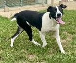 Enlarge Bailey, a Adoptable mixed breed in Glasgow, KY image 2/2