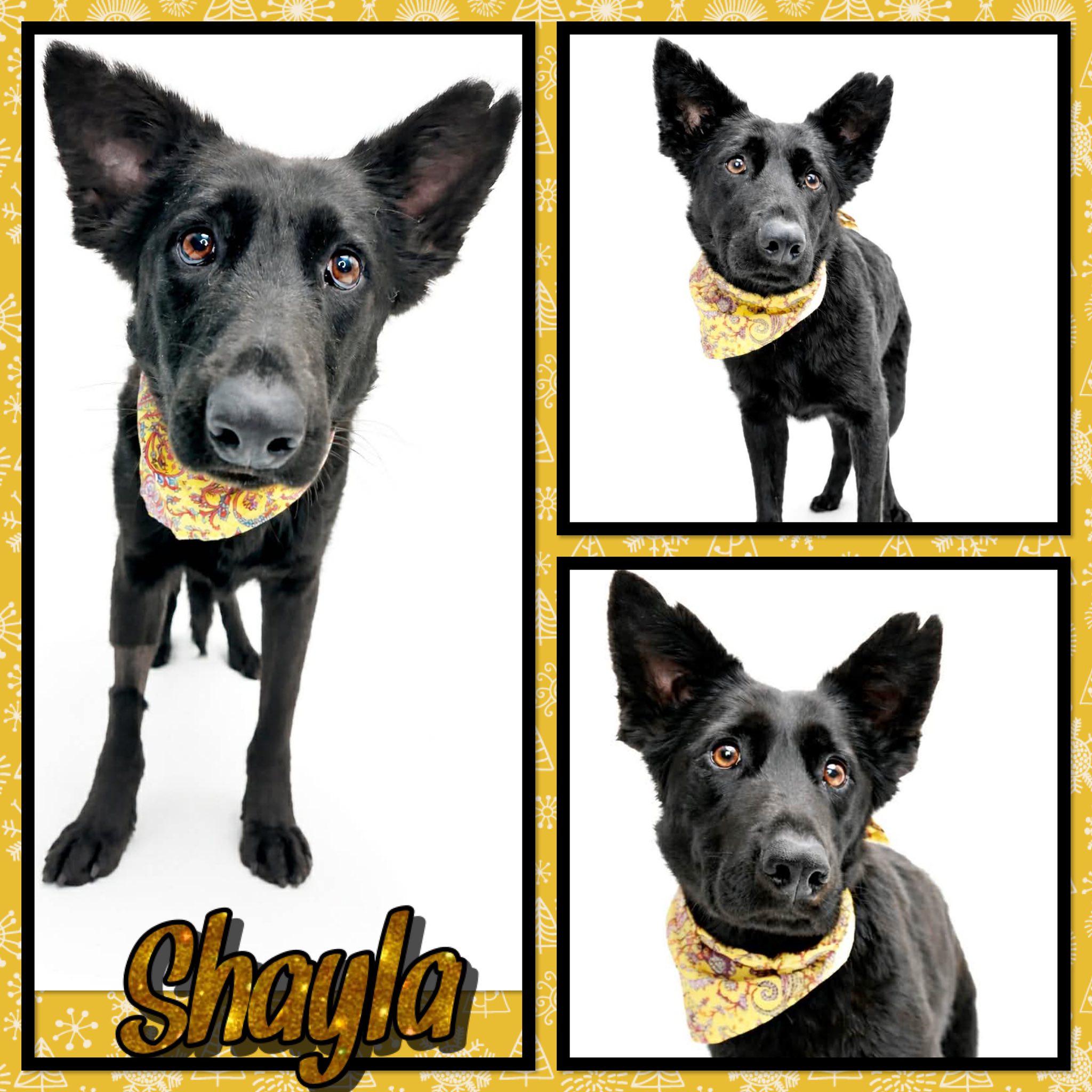 Shayla, ADOPTABLE, Adult Female Shepherd.