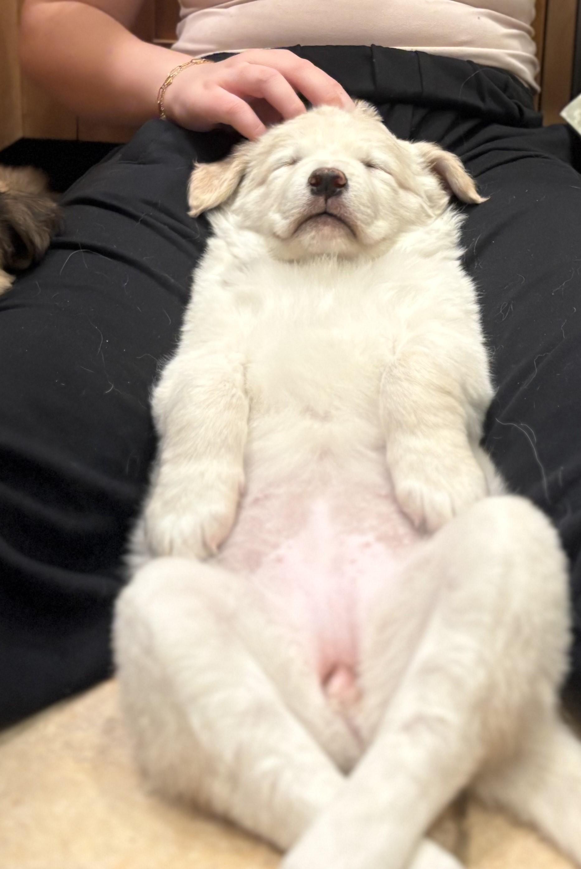 Aurora, an adopted mixed breed in Saint Paul, MN image 1/6