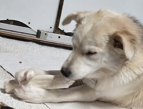 Aurora, an adopted mixed breed in Saint Paul, MN image 3/6